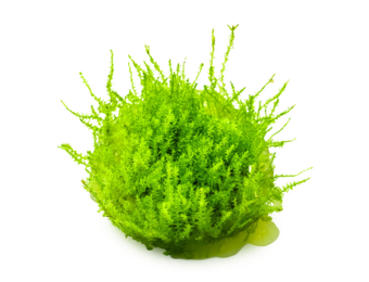 Leptodictyum riparium in vitro