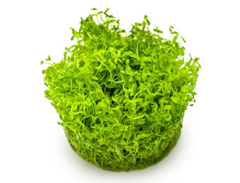 Micranthemum glomeratum in vitro