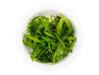 Microsorum pteropus 'Narrow' in vitro