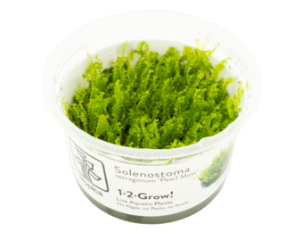 Solenostoma tetragonum 'Pearl Moss' in vitro