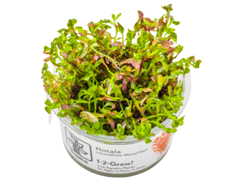 Rotala rotundifolia 'Blood Red' in vitro