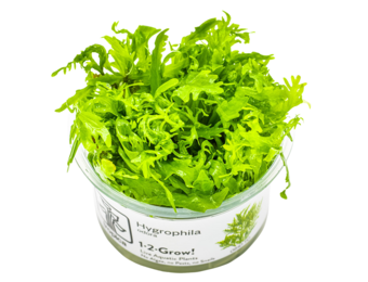 Hygrophila Odora in vitro