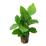 Anubias Heterophylla