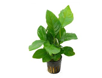 Anubias Heterophylla
