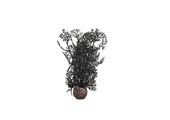 Sea fan zwart small 20cm