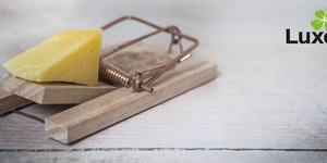 Zelf ongedierte bestrijden