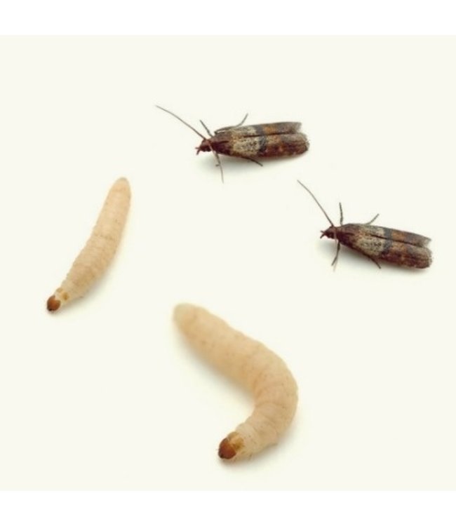 Green protect voedselmottenval