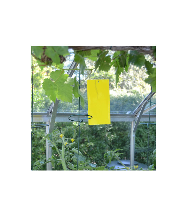 Green Protect gele lijmplaten