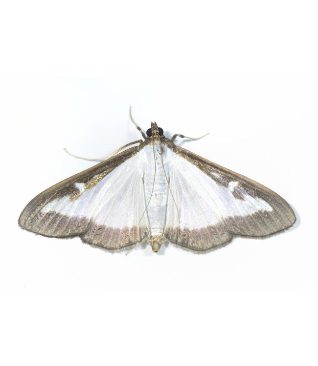 Eco Logic Funnel Trap