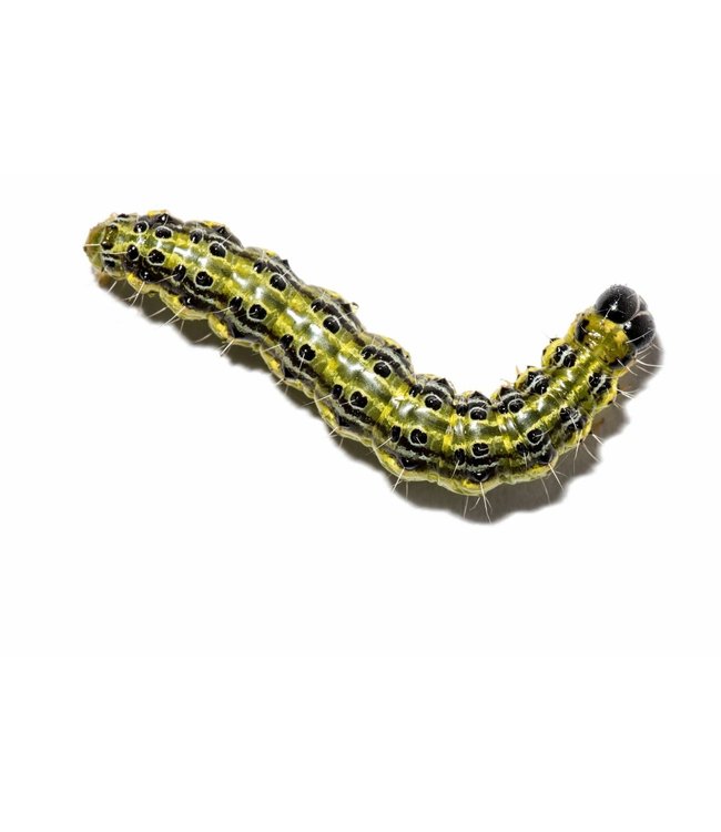 Eco Logic Fero Box Buxusmot