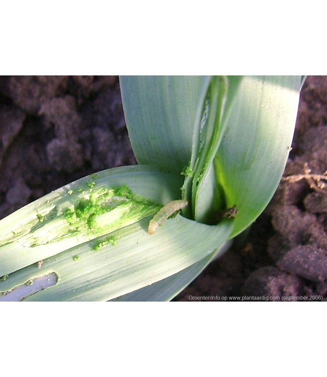 Eco Logic Fero Box Preimot