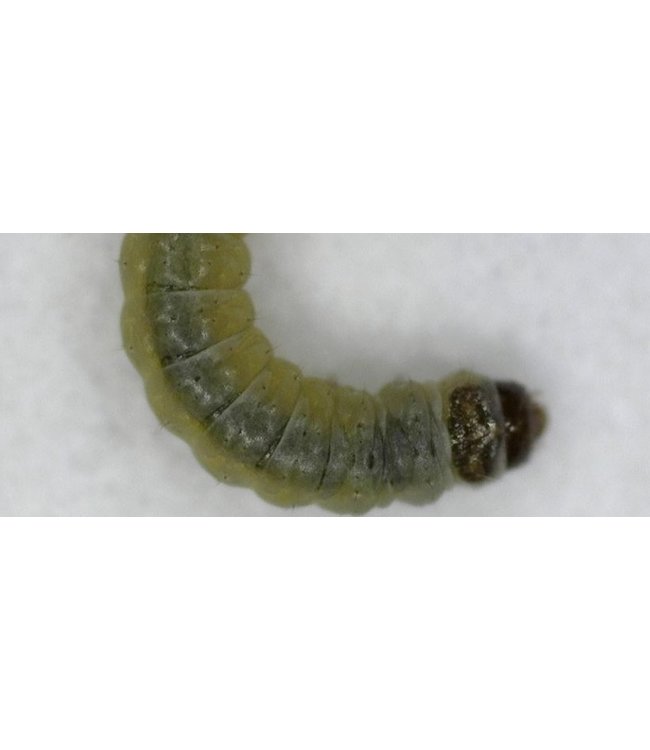 Eco Logic Fero Box Tomaatmineermot