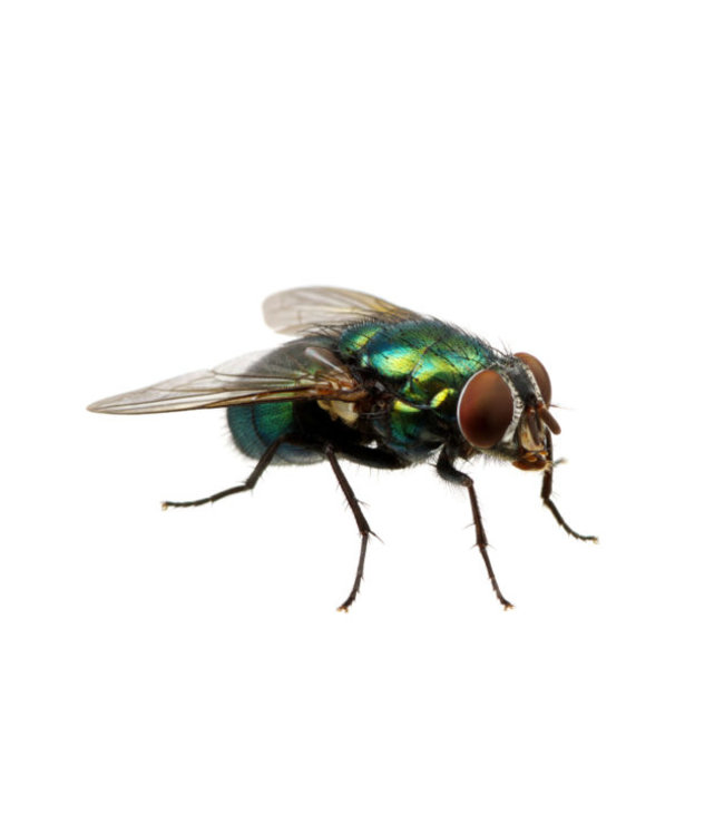 Eco Logic Fly Trap 50.000