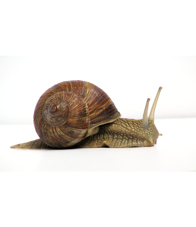 Eco Logic Anti Slakken Kopertape