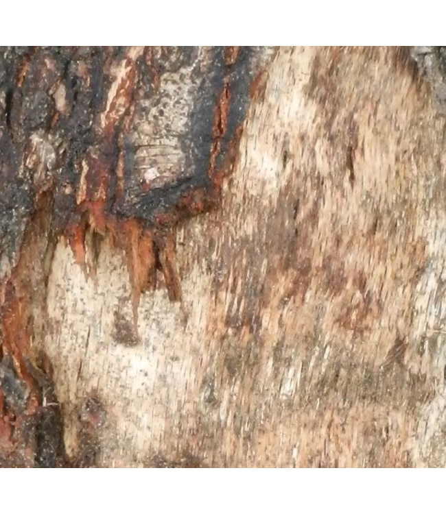 Eco Logic Subopast 1kg