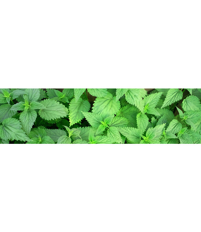 Eco Logic Brandnetelgier