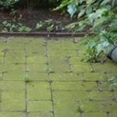 Groene aanslag, alg en onkruid