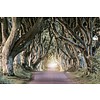 Dark Hedges - Maxi Poster