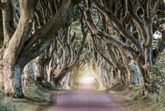 Producten getagd met Dark Hedges