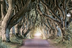 Products tagged with Dark Hedges