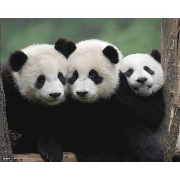 Panda's - Mini Poster