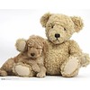 Golden Doodle Puppy Sleeping on Teddy Bear - Mini Poster