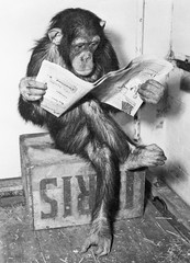 Producten getagd met chimpanzee poster