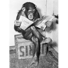 Chimpanzee Reading Newspaper - Maxi Poster