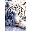 White Tiger - Maxi Poster