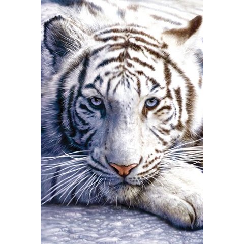 White Tiger - Maxi Poster