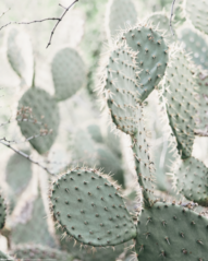 Products tagged with cacti