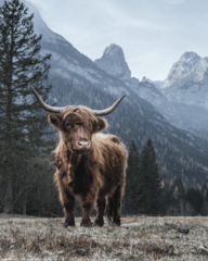 Produits associés au mot-clé animal poster