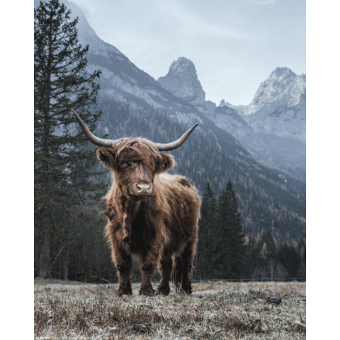 Highland Cow - Mini Poster