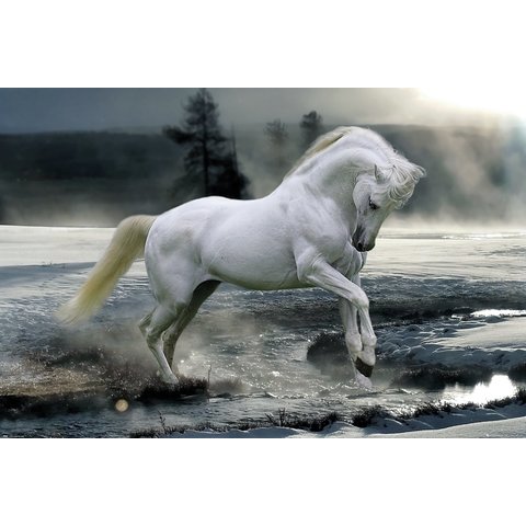 Bob Langrish Horse Snow - Maxi Poster