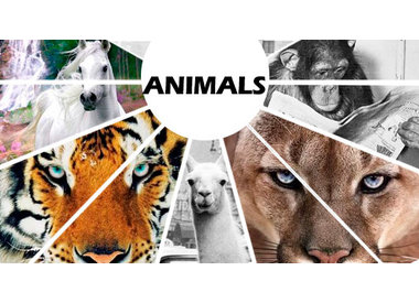 Animals