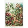 Mos en Paddestoelen van Ernst Haeckel - Maxi Poster