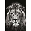 Lion B&W Christian Meermann - Maxi Poster