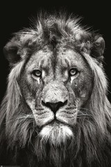 Products tagged with lion poster