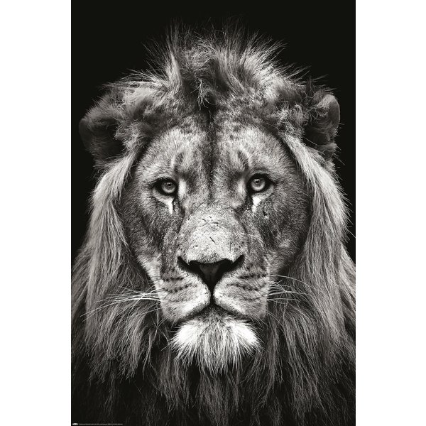 Lion B&W Christian Meermann - Maxi Poster