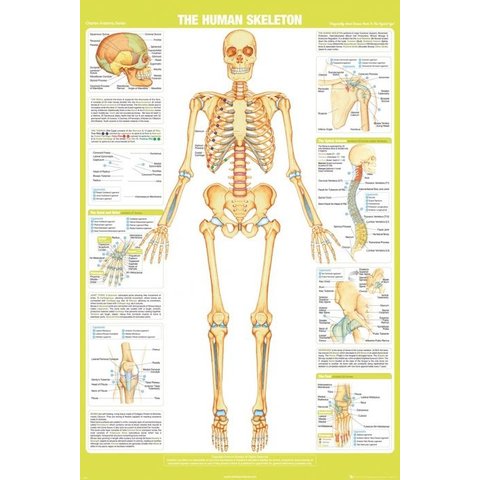 Chartex Skeleton - Maxi Poster