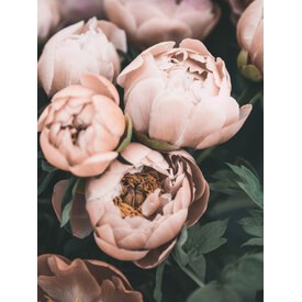 Roze Pioenen - Art Print