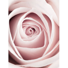 Pastel Roze - Art Print