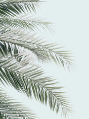 Producten getagd met palms and blue skies art print