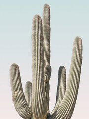 Produits associés au mot-clé cactus poster
