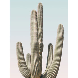 Cactus - Art Print