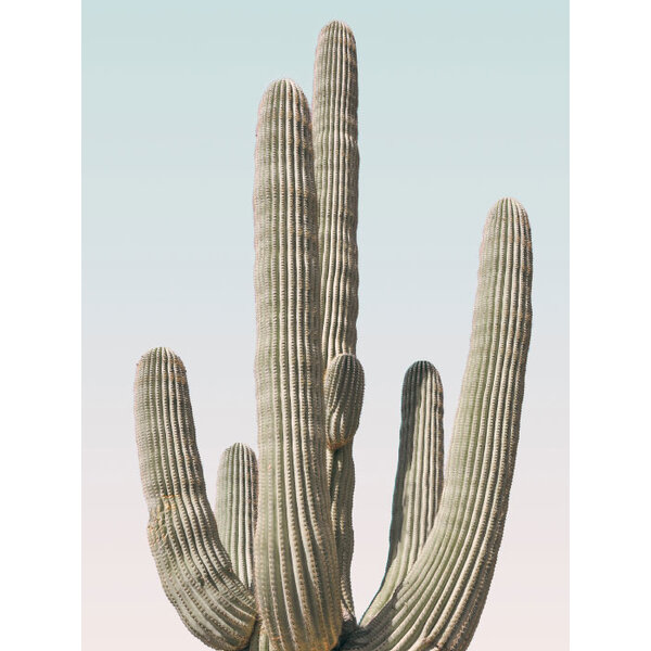 Cactus - Art Print