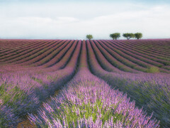 Products tagged with lavender fields art print