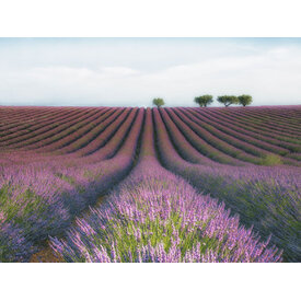 Lavender Fields - Art Print