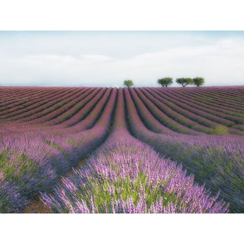 Lavender Fields - Art Print