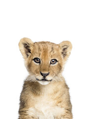 Producten getagd met lion cub poster